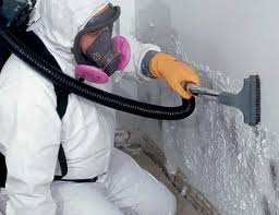 Trusted Shillington, PA Mold Removal Experts